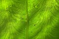 feuille en transparence